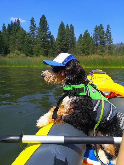 Puplids - Dog Trucker hats