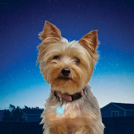 Collar light for dogs