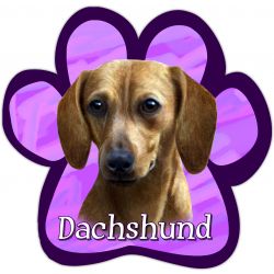 Paw Car Magnets