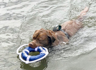 Fetch Ring