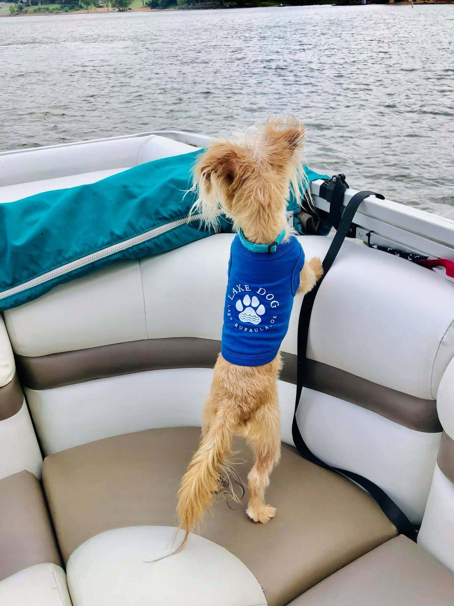 Doggie Tanks
