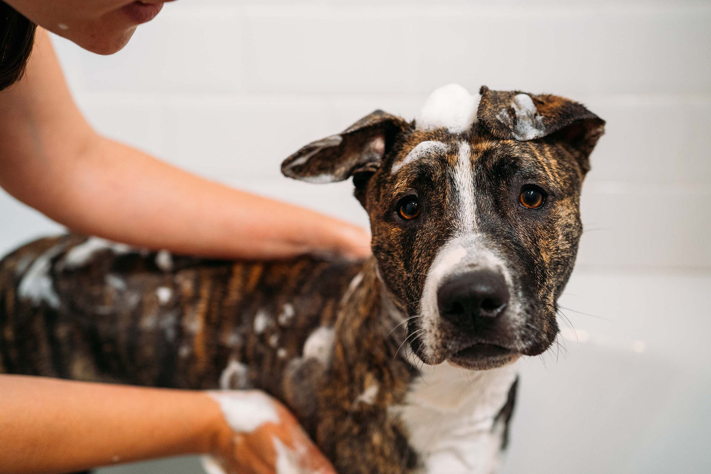 Self Serve Dog Wash - Lake Dog and their people