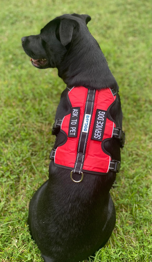 Service Dog Harness