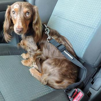 Dog Seat Belt Strap